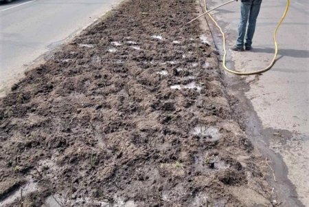 Убирают газоны, моют тротуары, красят садовую мебель и высаживают цветы: коммунальщики благоустраивают и озеленяют Одессу (фото)