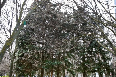 Парк облсовета вскоре станет сквером Героев Небесной сотни (фоторепортаж)