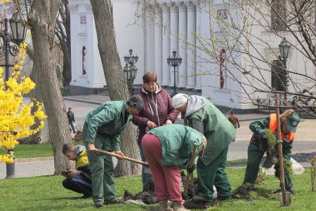На Театральной площади высадили деревья в рамках масштабного субботника (фоторепортаж)