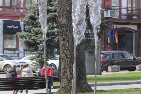 На Театральной площади высадили деревья в рамках масштабного субботника (фоторепортаж)