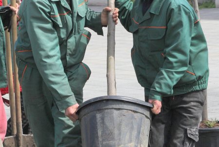На Театральной площади высадили деревья в рамках масштабного субботника (фоторепортаж)