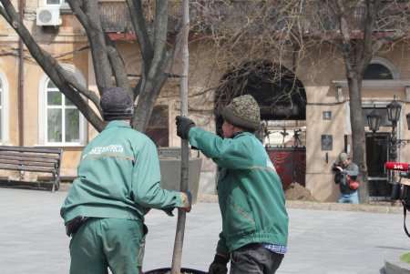 На Театральной площади высадили деревья в рамках масштабного субботника (фоторепортаж)
