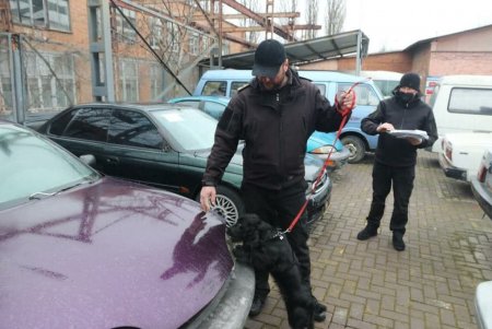 Служебный пес одесской таможни Пират на отлично научился искать запрещенные вещества, оружие, табак и банкноты (фото)