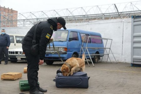 Служебный пес одесской таможни Пират на отлично научился искать запрещенные вещества, оружие, табак и банкноты (фото)