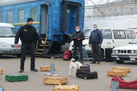 Служебный пес одесской таможни Пират на отлично научился искать запрещенные вещества, оружие, табак и банкноты (фото)