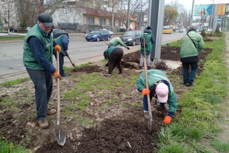 Уборка, ремонт и высадка растений: специалисты еженедельно благоустраивают зеленые зоны (фото)