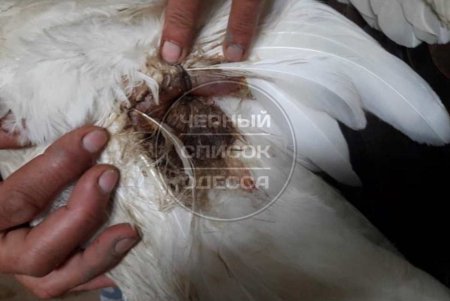 В Одесской области спасают семью аистов: самца подстрелили, а самка истощена и нуждается в помощи (фото)