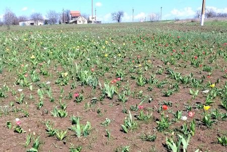 Тюльпановое поле зацвело в 50 километрах от Одессы (фото)