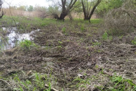 Уровень воды в низовье Днестра падает: нерест под угрозой (фото)