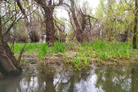 Уровень воды в низовье Днестра падает: нерест под угрозой (фото)