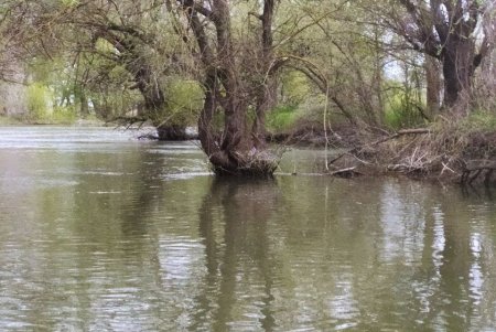 Уровень воды в низовье Днестра падает: нерест под угрозой (фото)