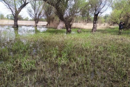 Уровень воды в низовье Днестра падает: нерест под угрозой (фото)