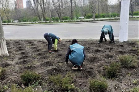 Во всех районах города озеленители сажают цветы, косят траву и создают композиции на клумбах (фото)