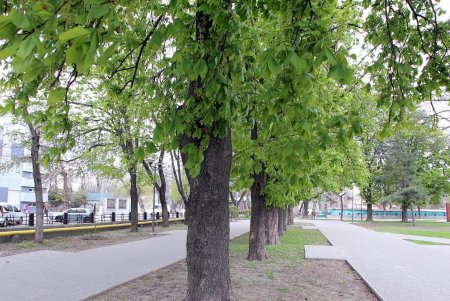 Алексеевский сквер: излюбленный уголок одесской Молдаванки (фоторепортаж) 