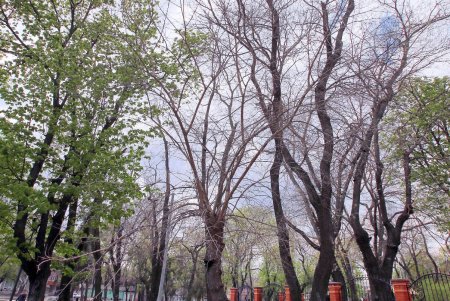Алексеевский сквер: излюбленный уголок одесской Молдаванки (фоторепортаж) 