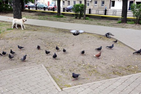 Алексеевский сквер: излюбленный уголок одесской Молдаванки (фоторепортаж) 