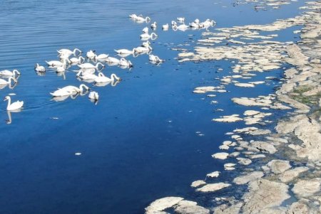 В Тузловской Амазонии поселилось около 700 лебедей: прекрасные птицы почти не боятся людей (фото)