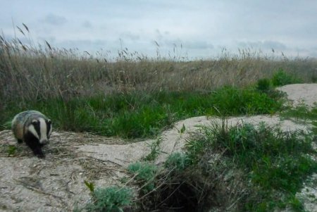 В Красную книгу Украины внесли обитателя Тузловской Амазонии (фото)