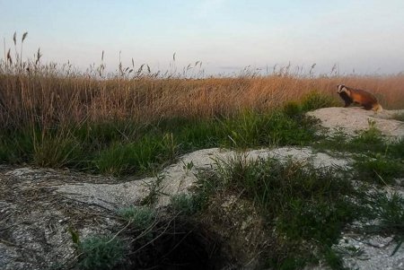 В Красную книгу Украины внесли обитателя Тузловской Амазонии (фото)