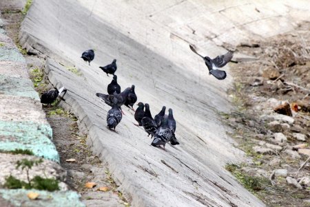 В Дюковском парке чистят малый пруд (фоторепортаж)