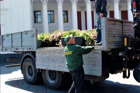 Одессу украшают цветами: всего установят 200 подвесных ваз с петуниями (фото)