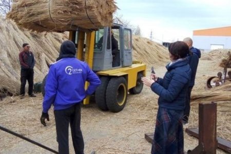 В страны ЕС экспортируют камыш из Белгород-Днестровского района (фото)