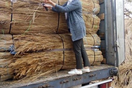 В страны ЕС экспортируют камыш из Белгород-Днестровского района (фото)