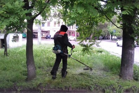 Коммунальщики регулярно косят траву для борьбы с сорняками и клещами (фото)