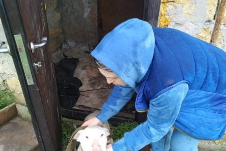 Трех собак оставили в селе Светлое на две недели умирать без воды и еды (фото, видео)