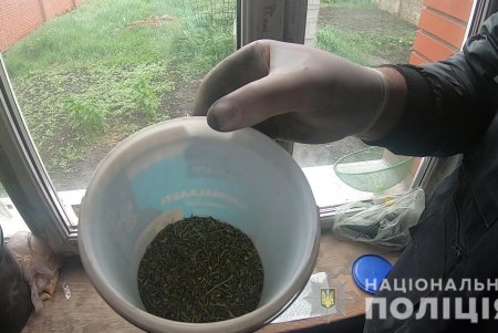 Одессит на своем участке вырастил сотню кустов конопли (фото, видео)