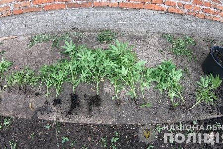 Одессит на своем участке вырастил сотню кустов конопли (фото, видео)