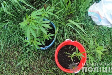 Одессит на своем участке вырастил сотню кустов конопли (фото, видео)