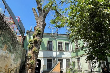 Двухсотлетний тополь на Торговой ожил после варварской обрезки кроны частной фирмой (фото)