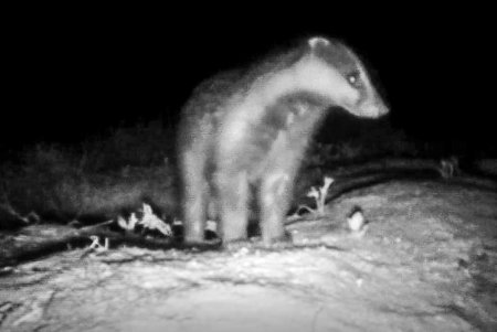 В «Тузловской Амазонии» фотоловушка засняла семью барсуков (фото)