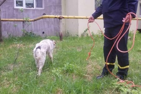 В Рени спасатели помогли упавшей в колодец собаке (фото)