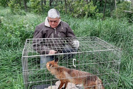 Директор зоопарка выпустил на волю лисицу, которая была поймана в ловушку (фото, видео)