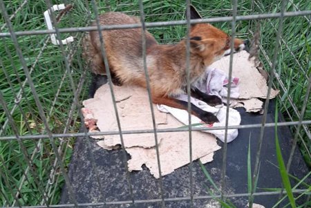 Директор зоопарка выпустил на волю лисицу, которая была поймана в ловушку (фото, видео)