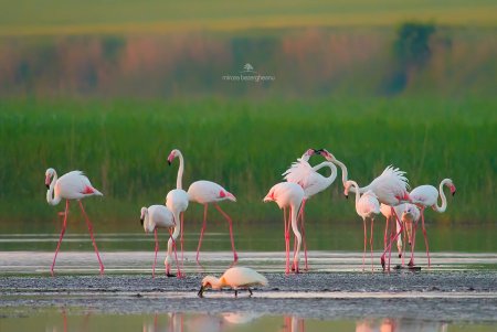 Розовые фламинго замечены в Дунайском биосферном заповеднике (фото)