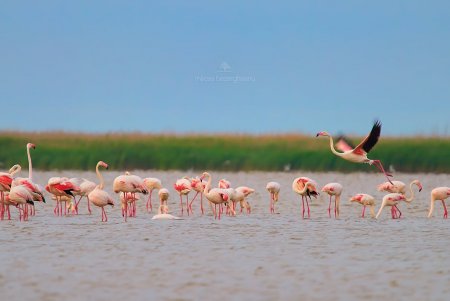 Розовые фламинго замечены в Дунайском биосферном заповеднике (фото)