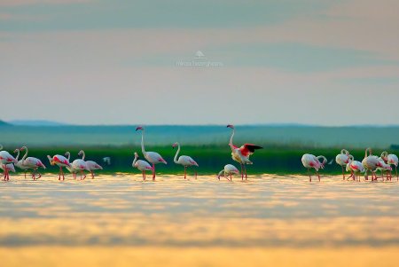 Розовые фламинго замечены в Дунайском биосферном заповеднике (фото)