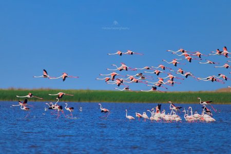 Розовые фламинго замечены в Дунайском биосферном заповеднике (фото)