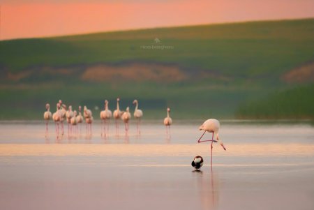 Розовые фламинго замечены в Дунайском биосферном заповеднике (фото)