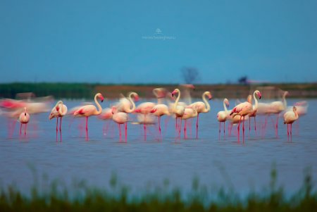 Розовые фламинго замечены в Дунайском биосферном заповеднике (фото)