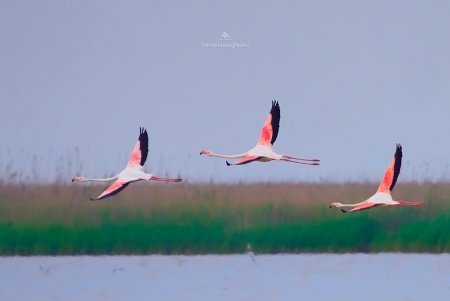 Розовые фламинго замечены в Дунайском биосферном заповеднике (фото)