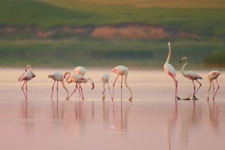 Розовые фламинго замечены в Дунайском биосферном заповеднике (фото)