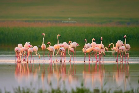 Розовые фламинго замечены в Дунайском биосферном заповеднике (фото)