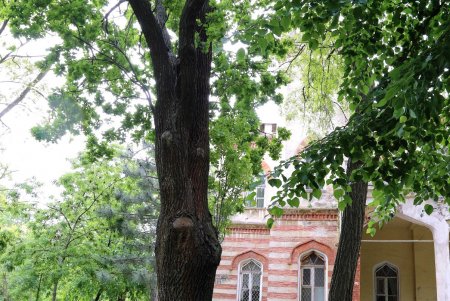 Умытый дождем и утопающий в зелени санаторий «Аркадия» (фоторепортаж) 