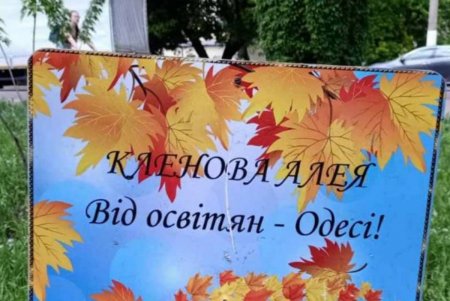 Кленовые аллеи в двух районах города, высаженные ко Дню учителя, радуют пышной зеленью (фото)