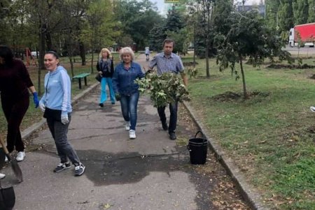 Кленовые аллеи в двух районах города, высаженные ко Дню учителя, радуют пышной зеленью (фото)