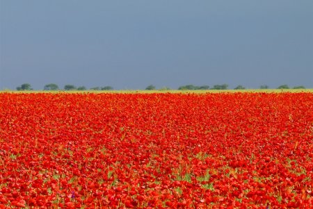 В Тузловских лиманах и окрестностях Одессы расцвели живописные маковые поля (фото)
